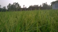 GISB project with Rahimafroz results in 21%  increased yield and 47% decreased fertilizer expense